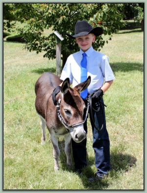 Hickory Hills Blue Chip, Reserve Champion High Point Miniature Halter Gelding in Tennessee!